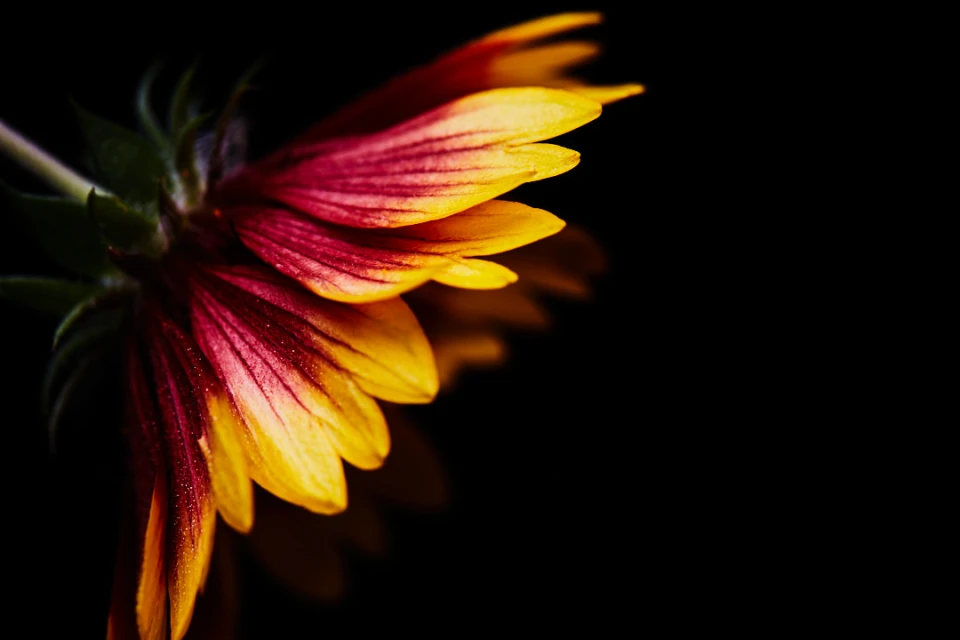 Close-up photo of a bright, bi-color flower with yellow and red petals against a stark black background.