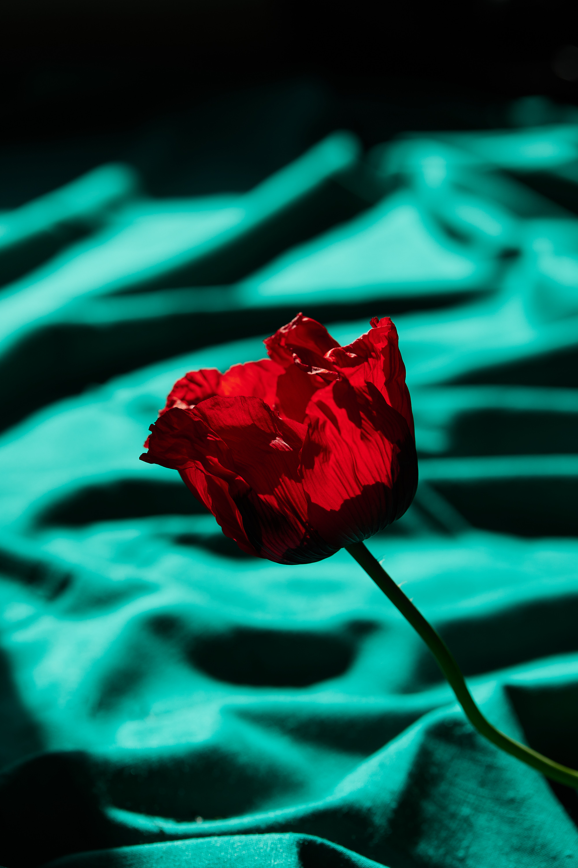 Close-up of a vibrant red poppy flower with a long green stem, set against a draped teal fabric background with subtle shadows.