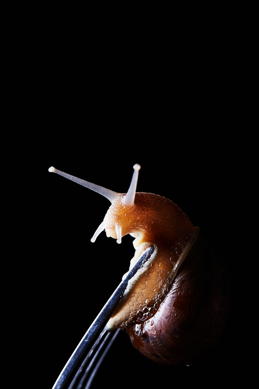 Close-up studio shot of a snail on a silver fork against a black background. The snail's antennas are visible, and the lighting is dramatic.