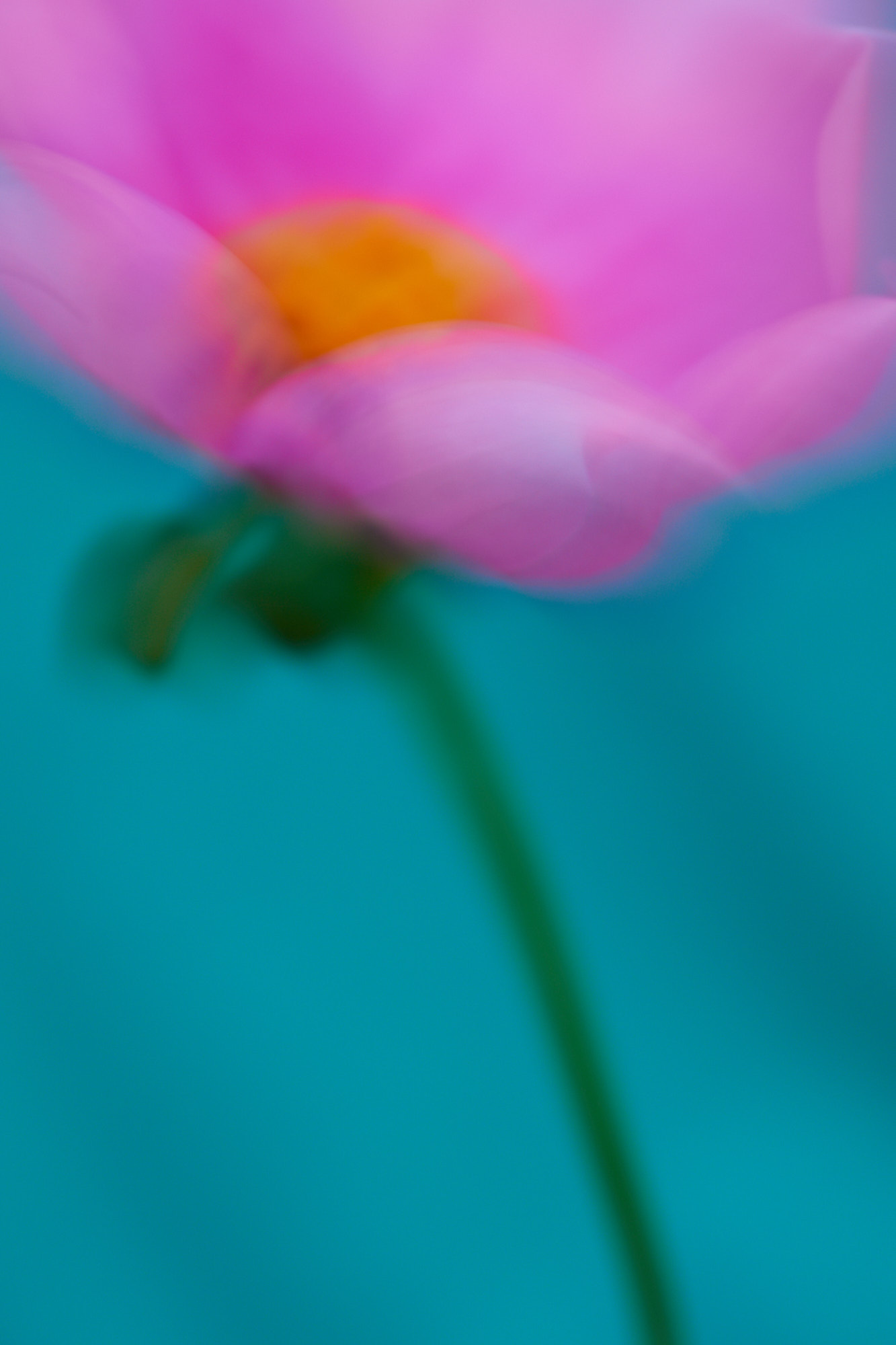 Close-up of a pink flower with a yellow center and a green stem against a turquoise background in a soft-focus botanical image.