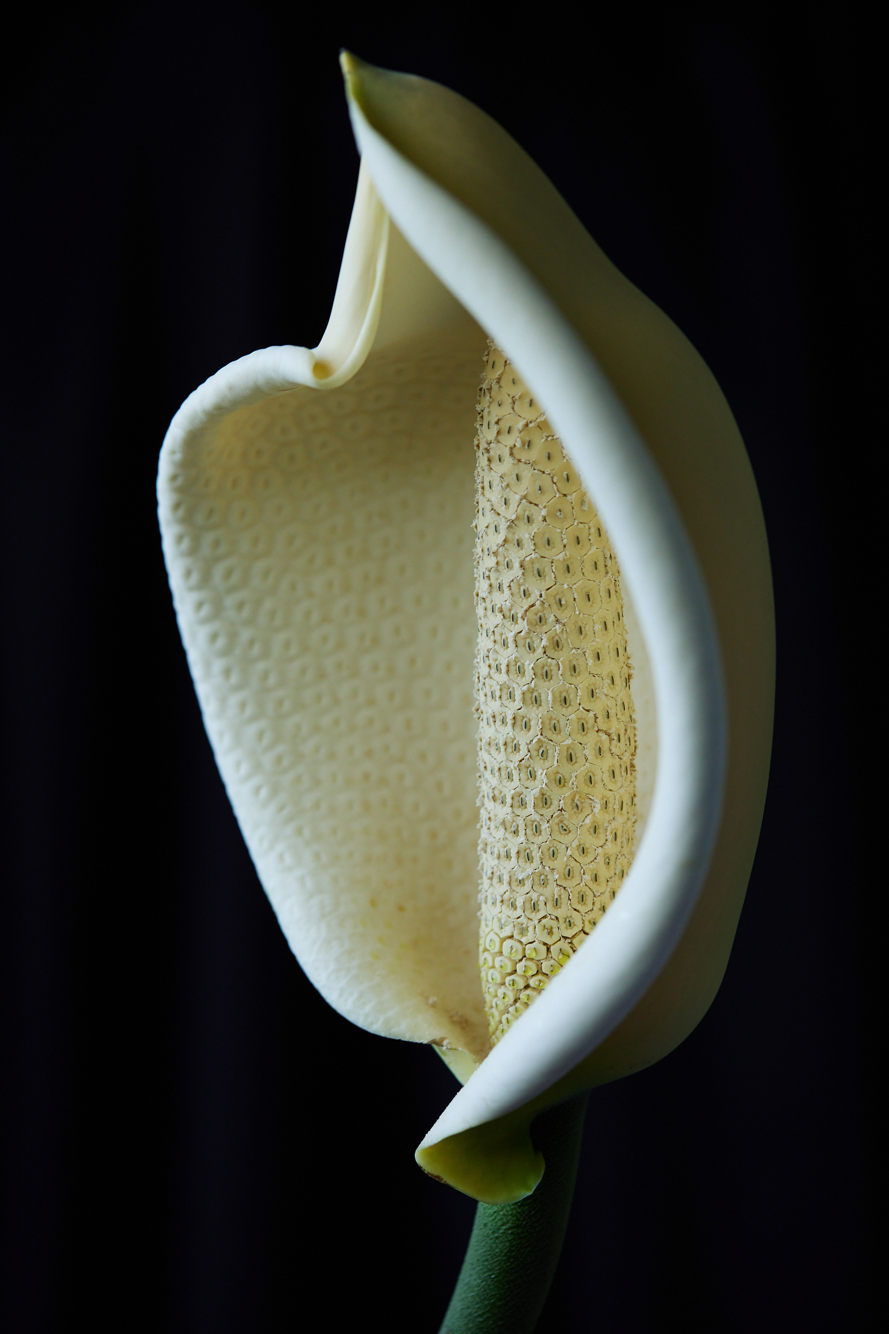 Close-up of a white Spathiphyllum flower featuring a spadix and spathe, set against a dark background highlighting its elegant form.