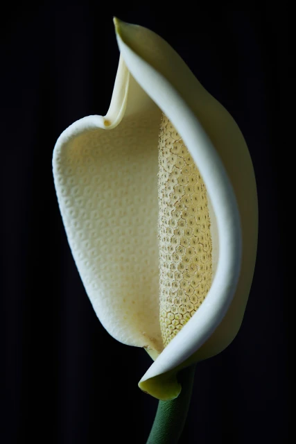 Close-up of a white Spathiphyllum flower featuring a spadix and spathe, set against a dark background highlighting its elegant form.