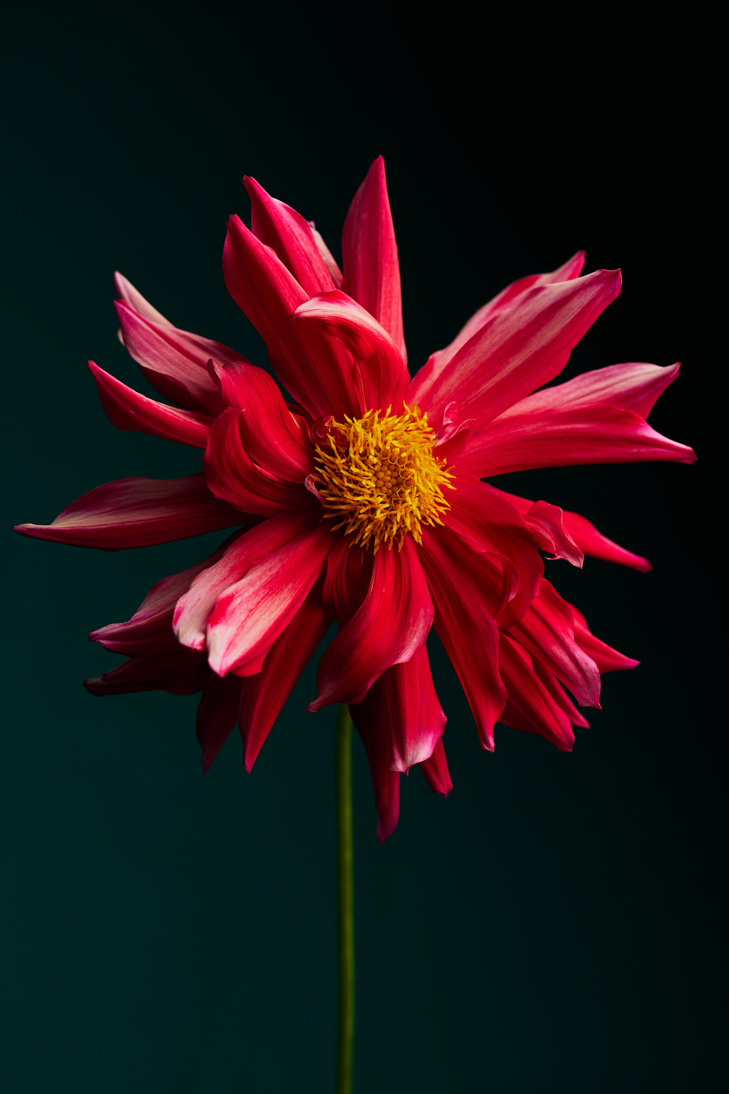 Close-up photo of a vibrant red and white Dahlia flower with a yellow center against a dark green background, portrait orientation.