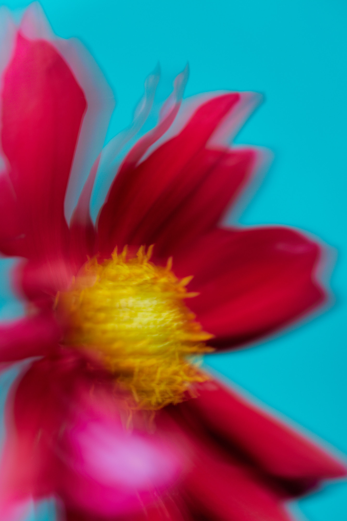 Abstract close-up photo of a blurred red flower with a bright yellow center, set against a vibrant turquoise background.