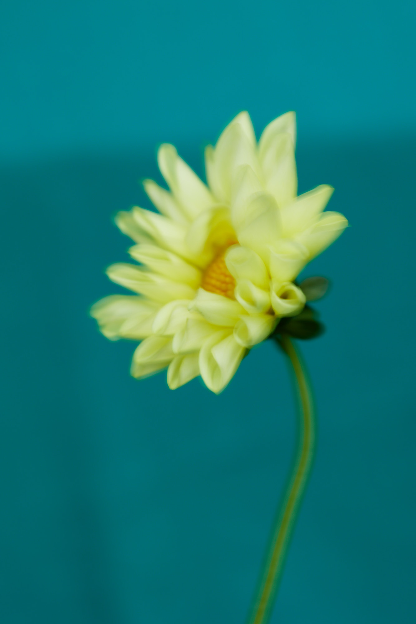 Single pale yellow dahlia flower with a vibrant green stem set against a solid teal background in a portrait-oriented composition.