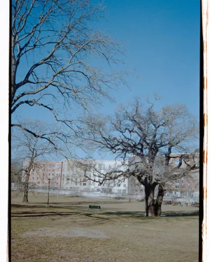 An outdoor park scene featuring bare trees and distant buildings under a clear blue sky, captured on analogue film with visible borders.