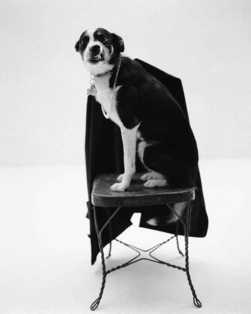 Black and white studio portrait of a border collie sitting on a stool, wearing a collar, and a dark jacket draped over the stool.