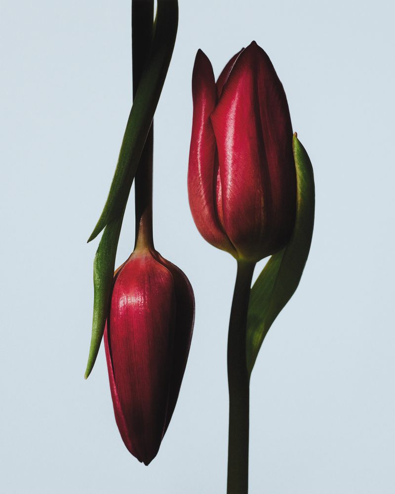 Close-up of two red tulip buds with green stems against a light blue background in a studio setting; botanical art, still life.