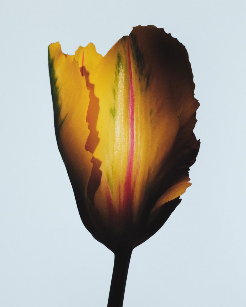 Close-up studio shot of a yellow tulip with red and green striations against a pale blue background, showcasing its delicate details.