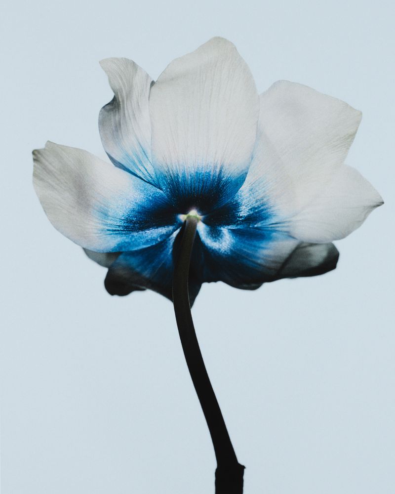 Close-up studio shot of a white flower with blue accents, showcasing its delicate petals and stem against a solid light blue background.