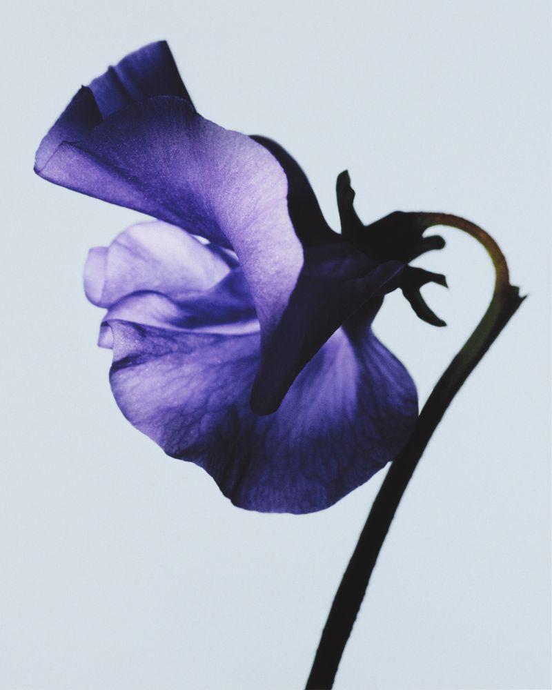Macro studio shot of a single purple flower in full bloom against a pale blue background, emphasizing delicate petal texture and stem.