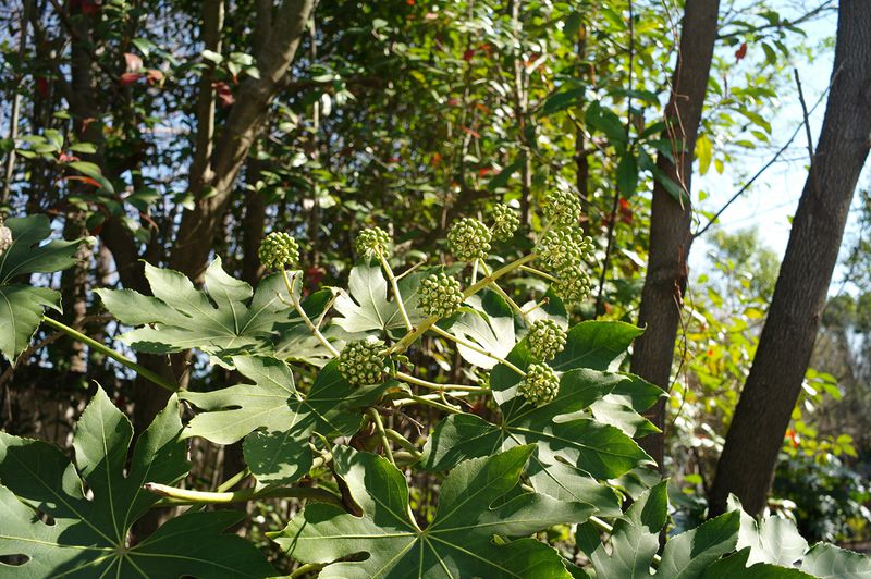 Close-up of green Fatsia japonica leaves and buds under natural light. Lush foliage and plant details in an outdoor setting.