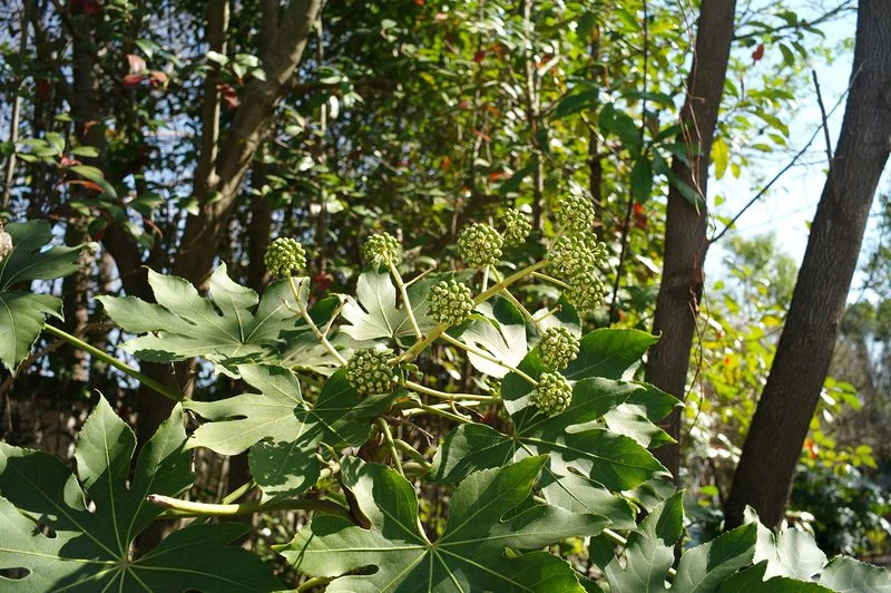 Close-up of green Fatsia japonica leaves and buds under natural light. Lush foliage and plant details in an outdoor setting.