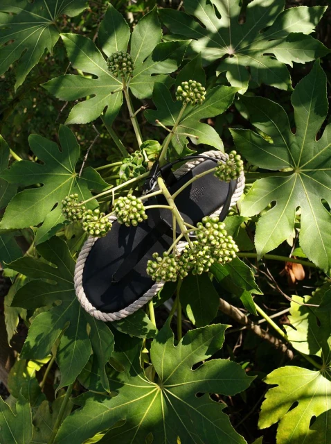 Close-up of a black sandal with white trim nestled among lush green leaves and budding flowers, capturing a natural, outdoor setting.