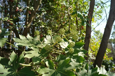 Close-up of green plant leaves and round flower buds in a forest with tree trunks in the background