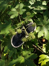 Black sandal with rope trim nestled among vibrant green leaves and budding flower clusters