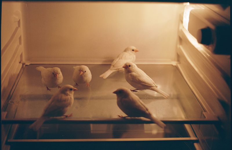 Five white canaries are perched on a glass shelf inside of a refrigerator, illuminated by the refrigerator's light, in an indoor shot.