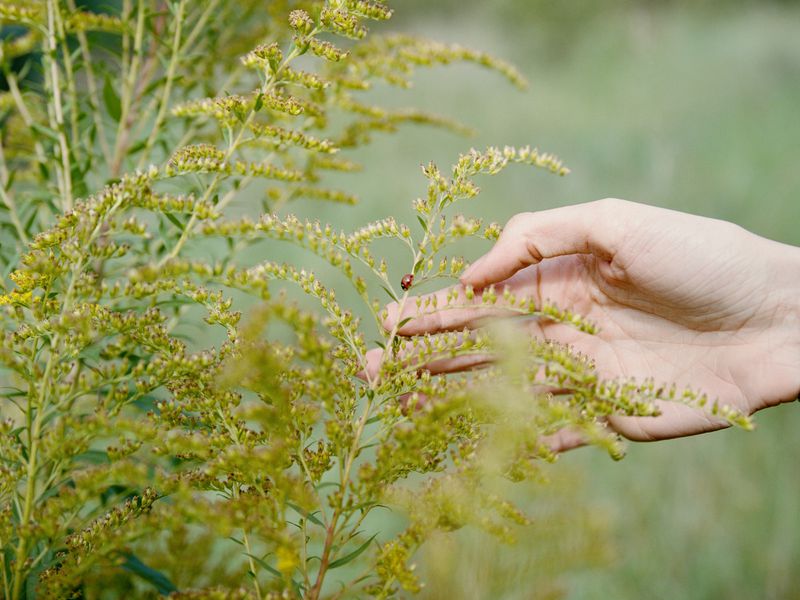 Close-up of a person's hand gently touching a sprig of blooming goldenrod, with a tiny ladybug perched on one of the plant's flowers.