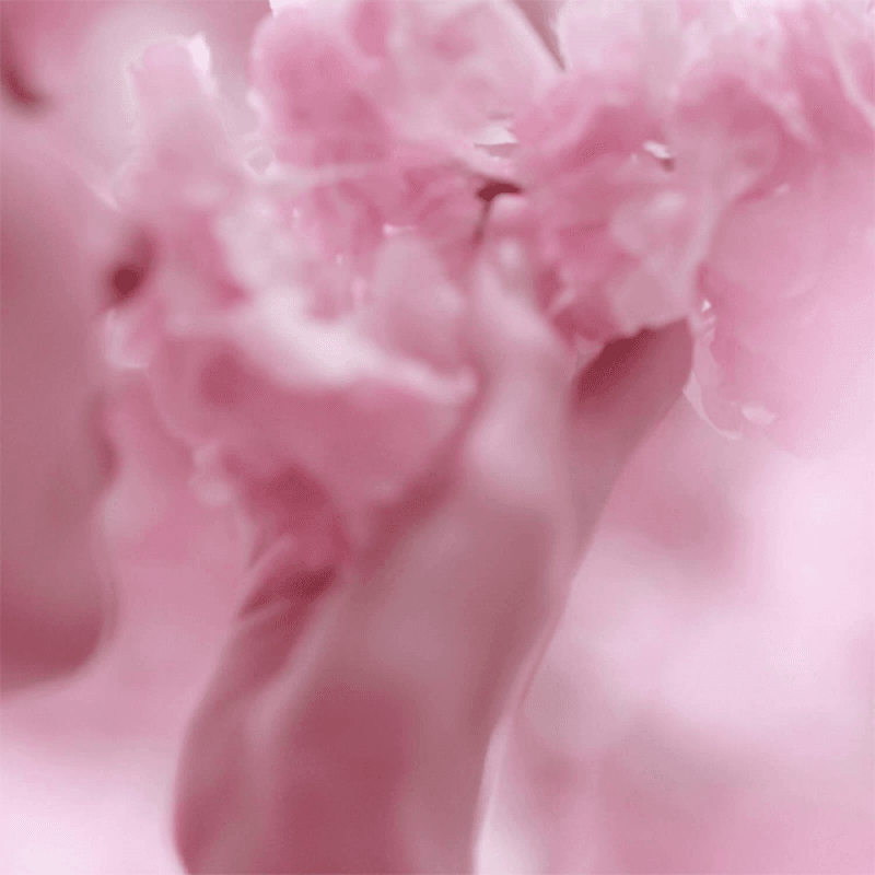 Close-up photograph of a light pink flower in bloom, soft focus, and natural light with a shallow depth of field.