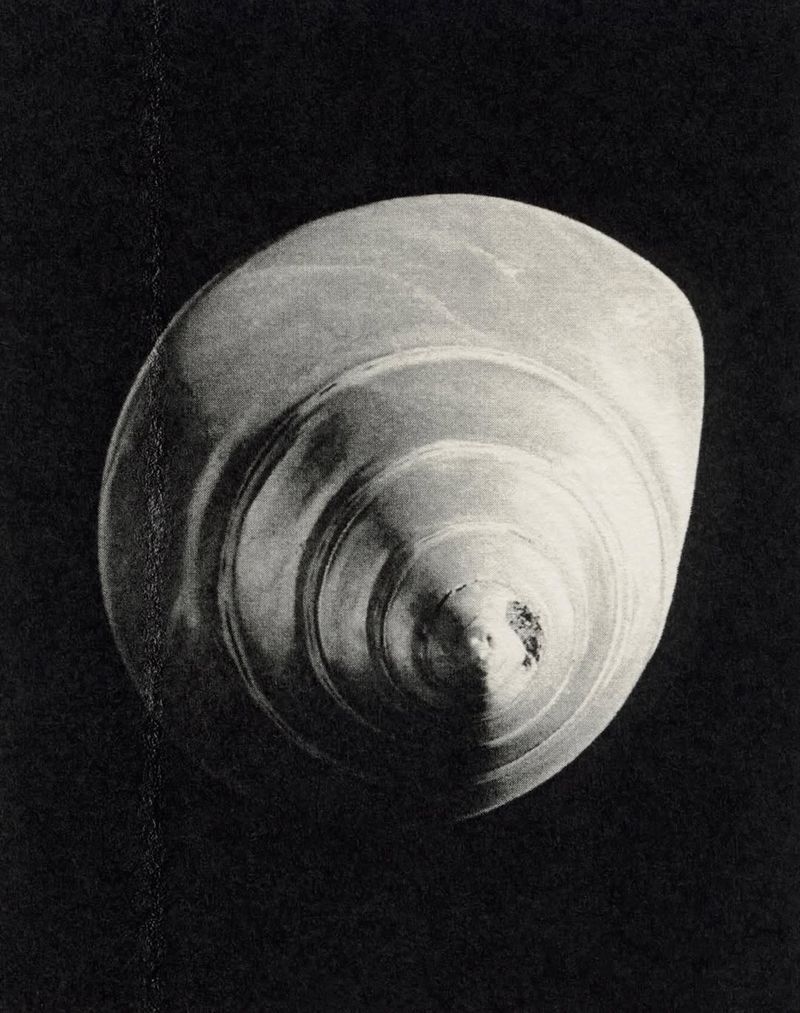 Monochrome studio shot of a textured seashell against a dark background, showcasing its spiral form and detailed surface.