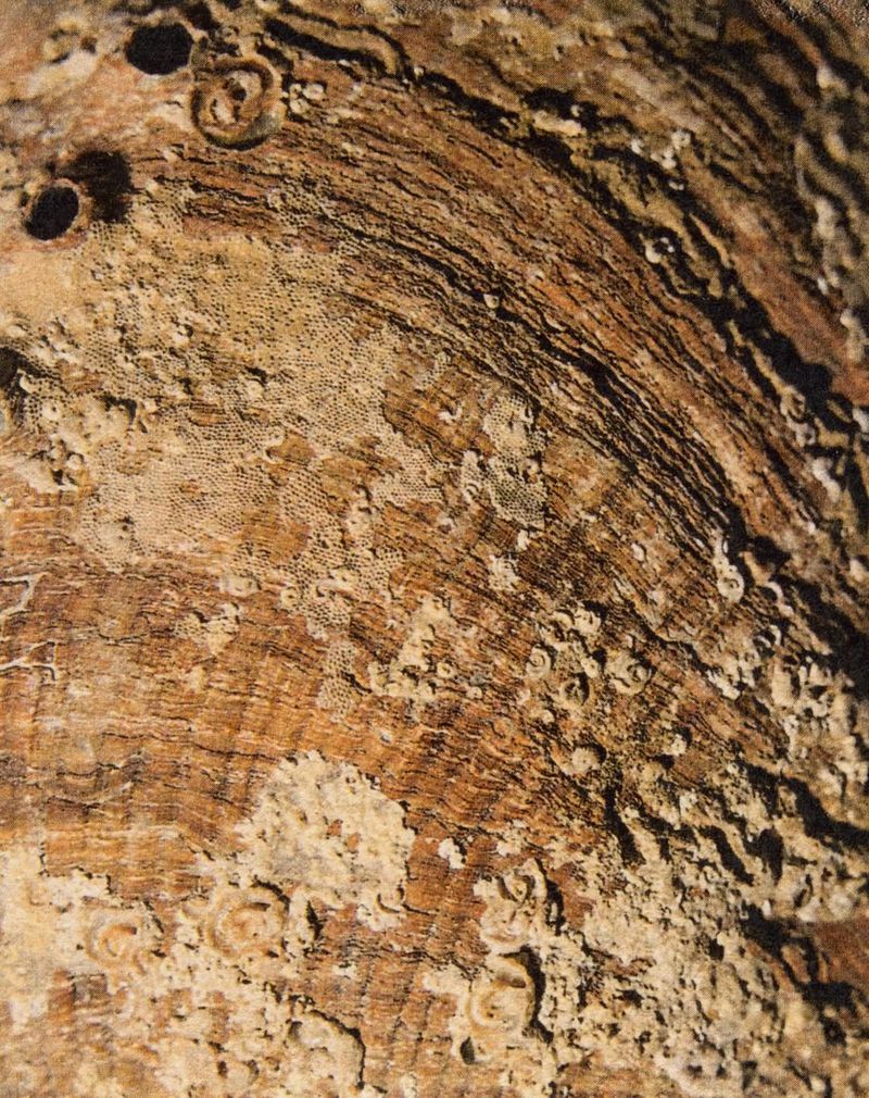 Close-up of a textured, organic surface featuring a combination of wood-like grains and light, porous mineral deposits, creating a detailed pattern.