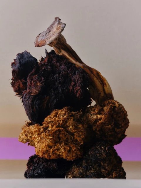 Still life studio shot of chaga mushrooms stacked against a neutral background with a horizontal purple accent stripe.