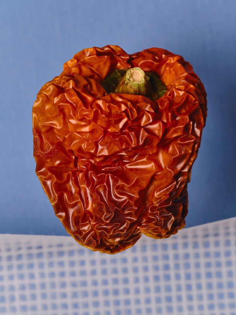 Close-up of a wrinkled, dehydrated red bell pepper against a blue background. The vegetable's skin shows extensive texture.