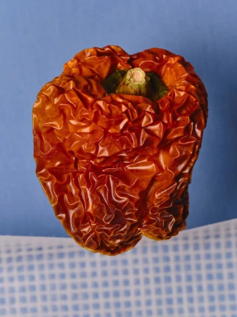Close-up of a wrinkled, dehydrated red bell pepper against a blue background. The vegetable's skin shows extensive texture.