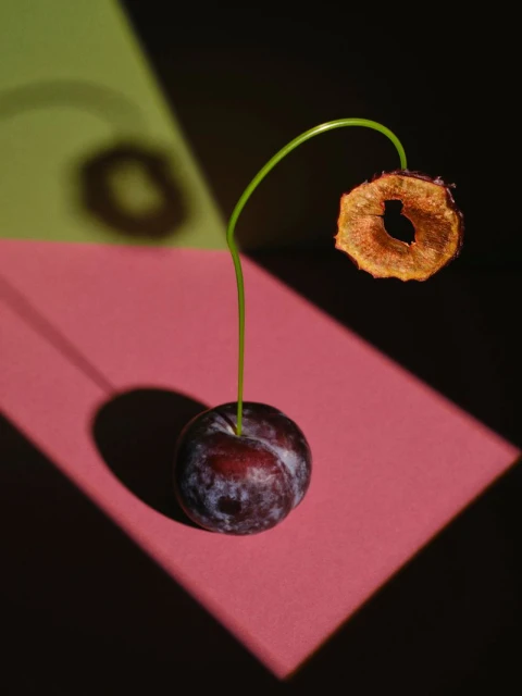 Artistic still life: a plum with a stem supporting a dried plum ring, set against geometric pink, green, and black backgrounds.