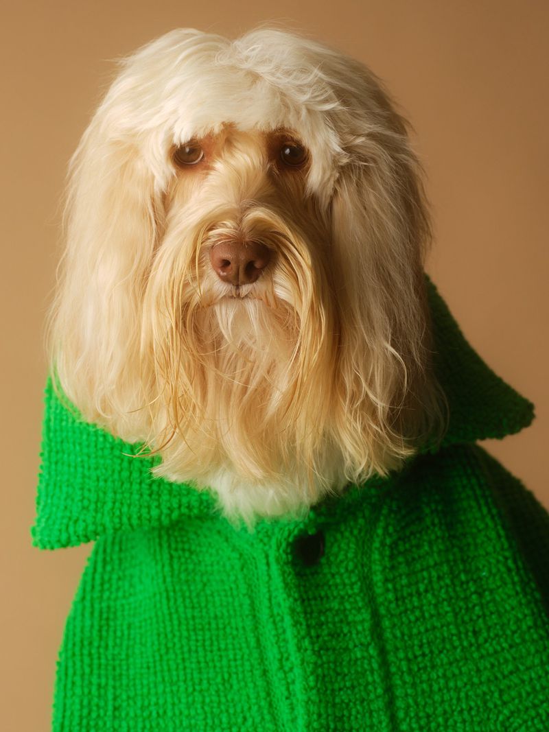 Fluffy cream-colored dog wearing a vibrant green knitted coat against a warm brown backdrop in a portrait.