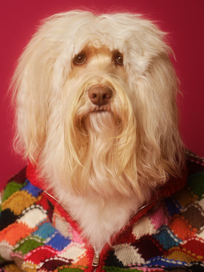 Fluffy cream-colored dog wearing a multicolored knitted patterned zip jacket against a solid red studio backdrop.