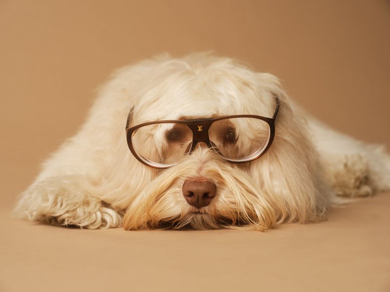 A fluffy white dog with glasses lies on a tan background in a portrait, showcasing the pet's charming and intellectual look.