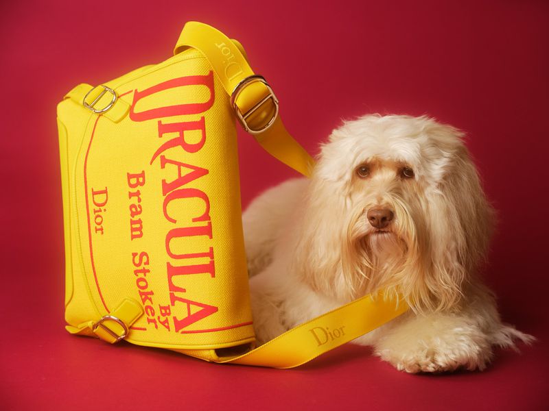 Fluffy white dog lying beside a bright yellow leather designer bag with red typography against a solid dark red background