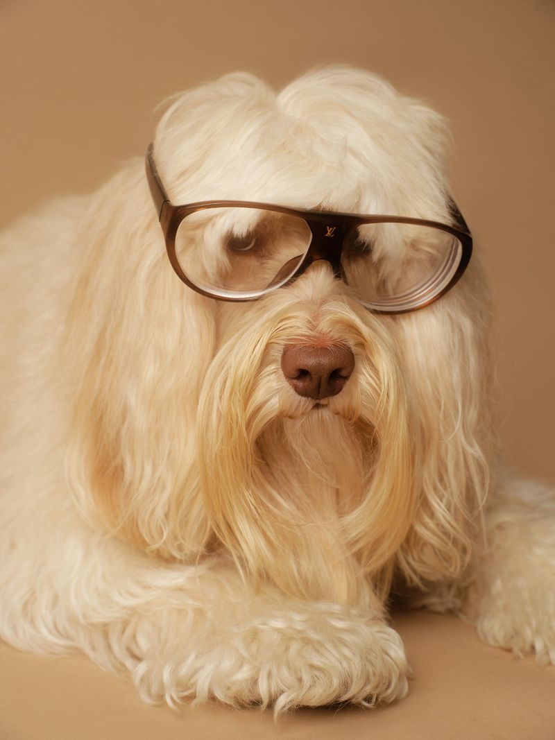 Fluffy white dog wearing oversized dark frames against a warm beige studio backdrop for Sicky Magazine Haute Dog project.