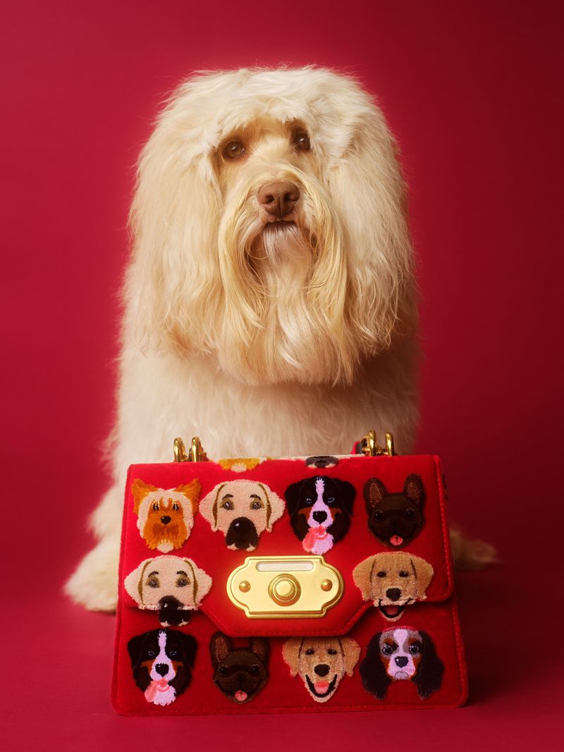Fluffy cream dog posed behind a red embroidered handbag on a solid red background