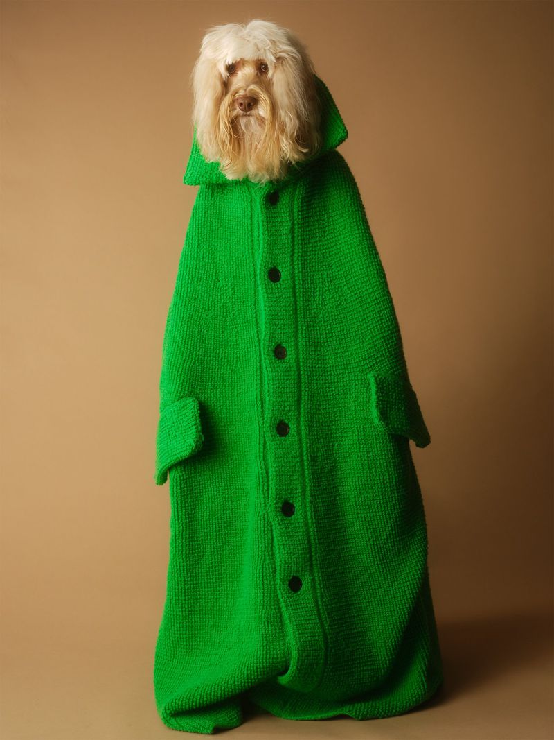 Fluffy small dog wearing a vibrant green knitted button-up coat standing against a warm neutral backdrop.