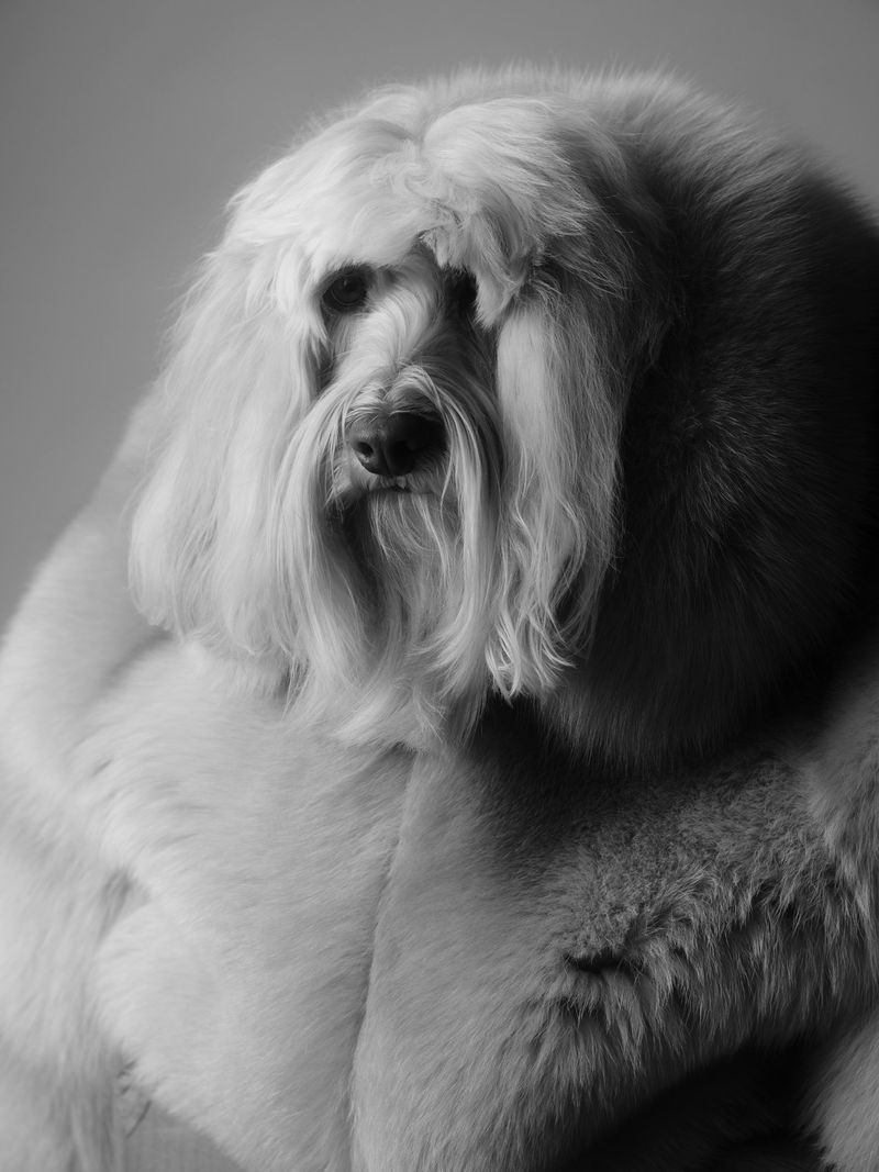 Close-up monochrome portrait of a fluffy shaggy-haired dog with long bangs covering its eyes, set against a plain grey backdrop.