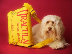Fluffy white dog lying beside a bright yellow leather designer bag with red typography against a solid dark red background