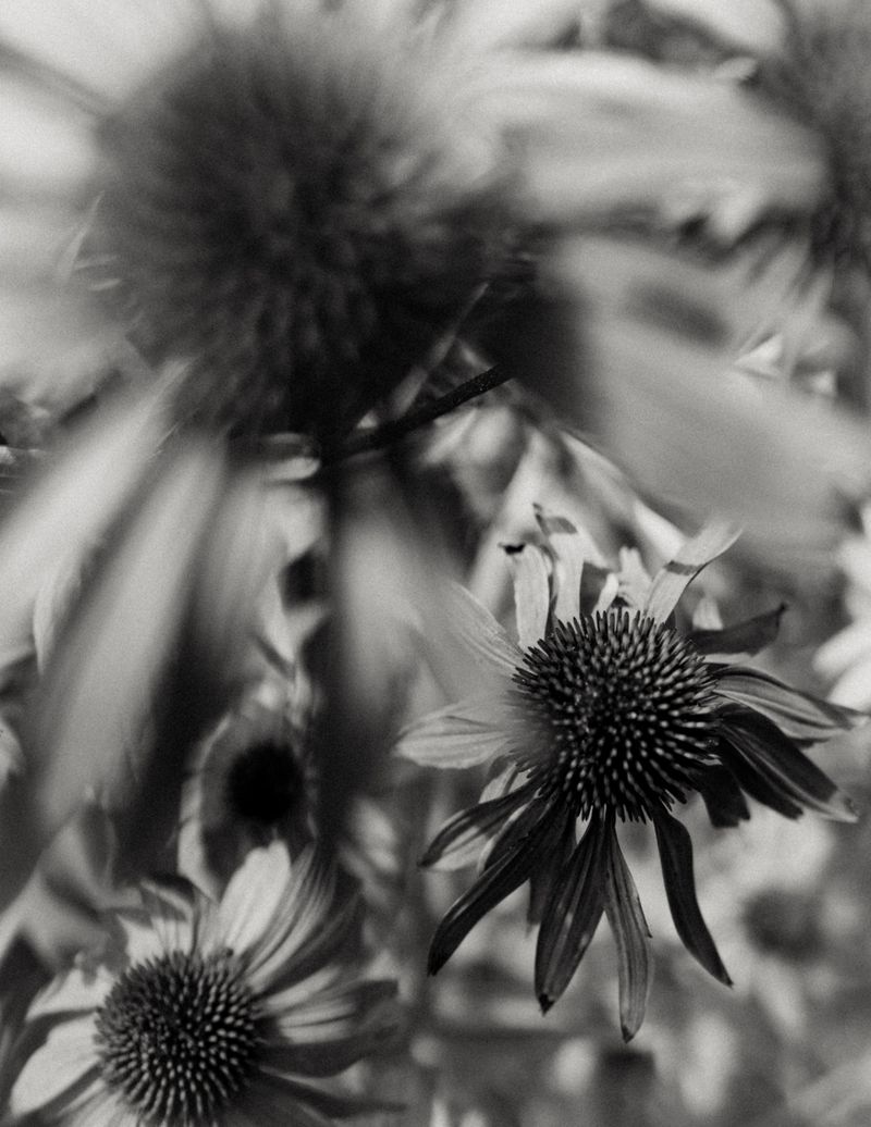 Close-up black and white macro photograph of coneflower blossoms in soft focus with motion blur.