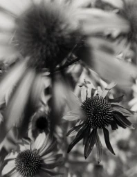 Close-up black and white macro photograph of coneflower blossoms in soft focus with motion blur.