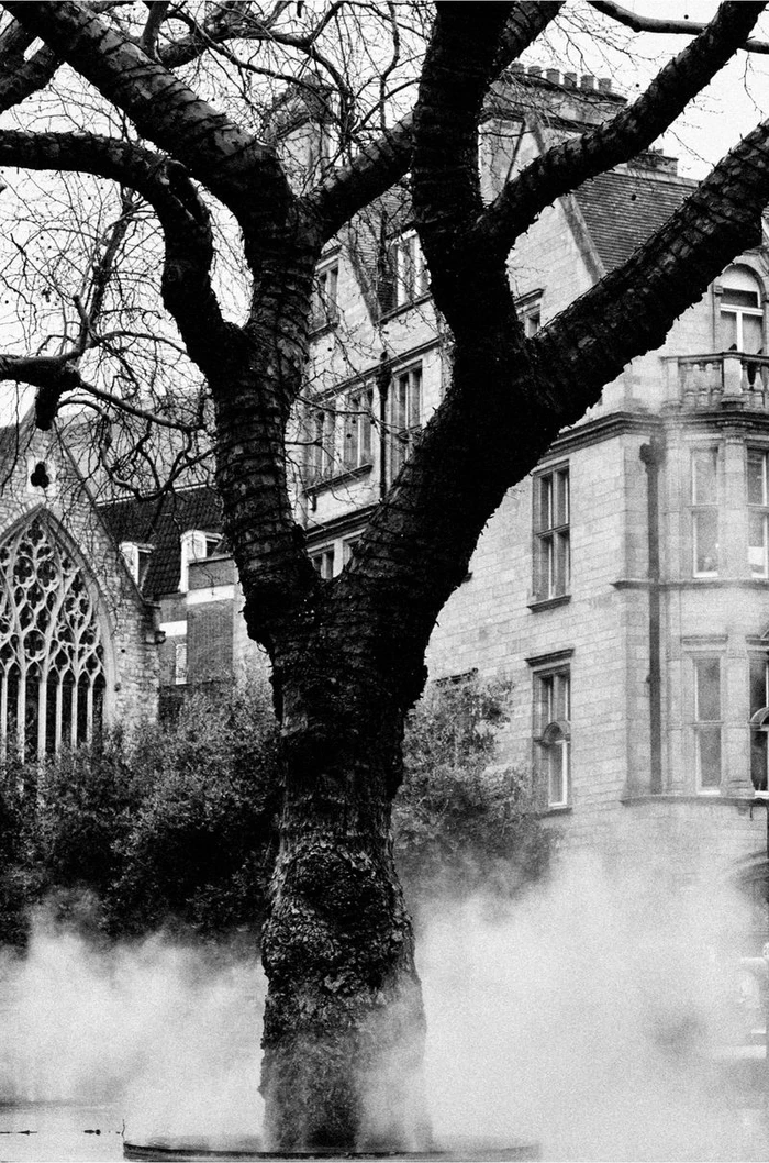 Black and white image of a large bare tree trunk surrounded by low mist in front of traditional architecture.