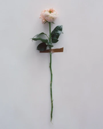 Single pale pink rose taped to a plain white wall with brown adhesive tape.