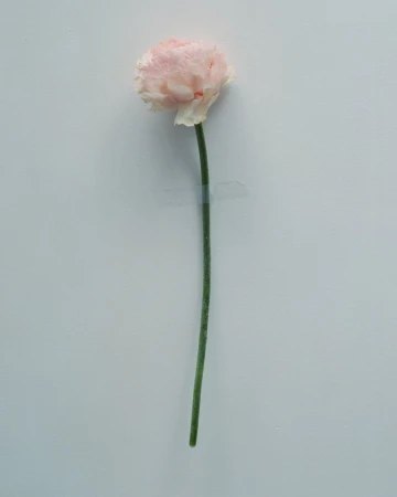 Single pale pink ranunculus flower taped vertically against a clean white background
