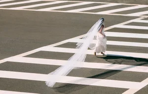Model in a white dress with a long trailing veil walking across a zebra crossing for Cult Gaia