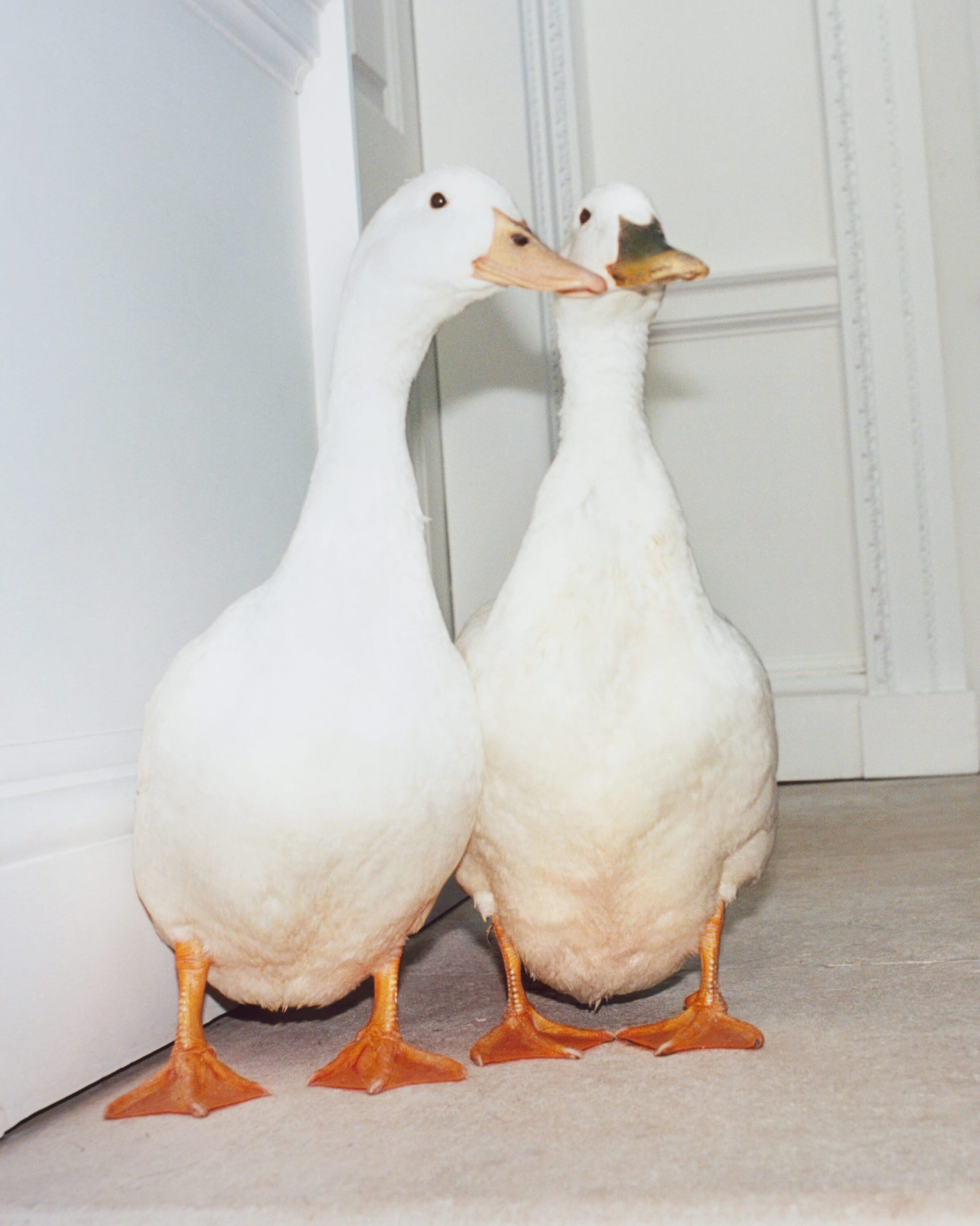 Two white ducks with orange bills and feet standing side by side indoors against a white wall.
