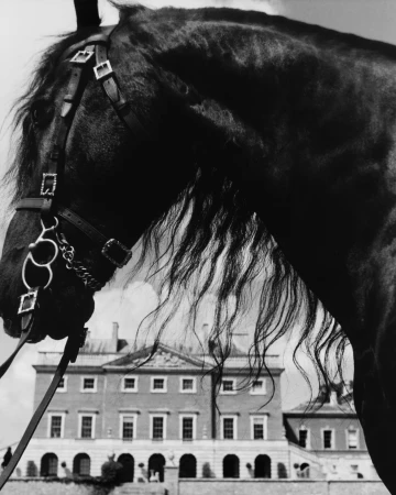 Close-up of a black horse wearing leather tack with a country house in the background for Burberry Fall 2025 ad campaign.