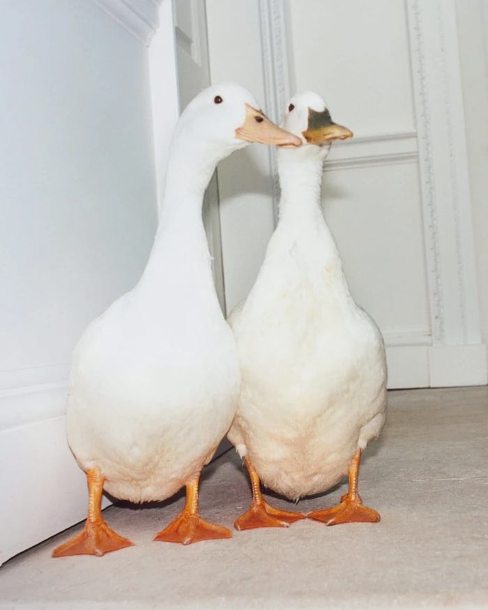 Two white ducks with orange bills and feet standing side by side indoors against a white wall.