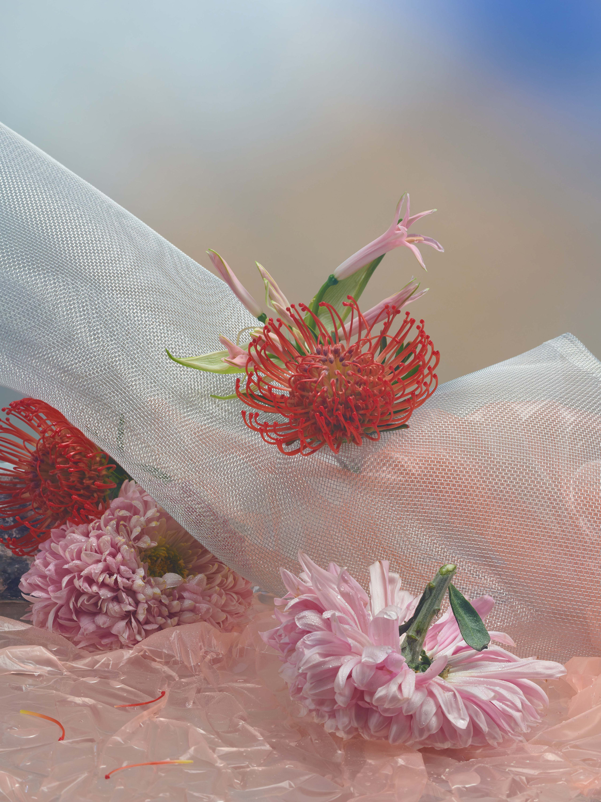 Pink and red flowers arranged with translucent white mesh and crinkled plastic materials