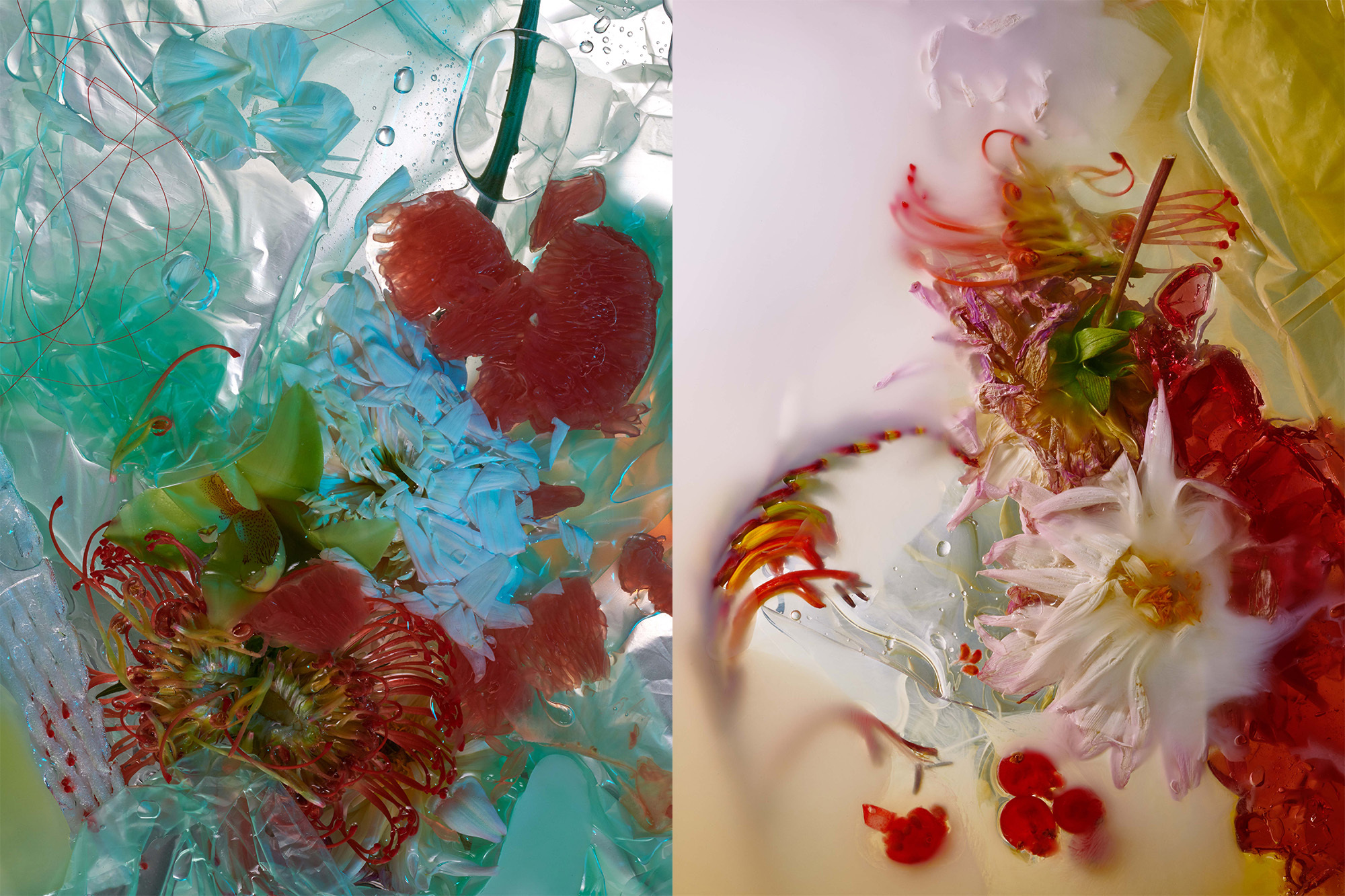 Two panel image showing botanical and translucent plastic material compositions in blue and yellow tones