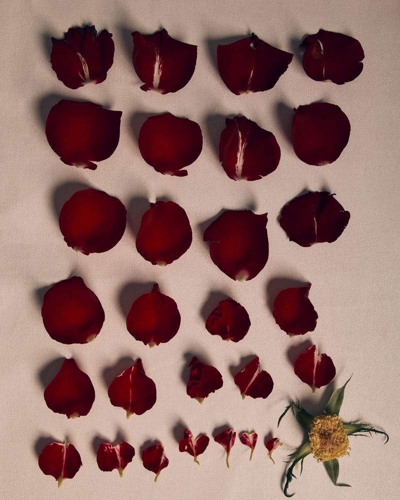 Arrangement of dark red rose petals laid out in rows on a pale neutral background